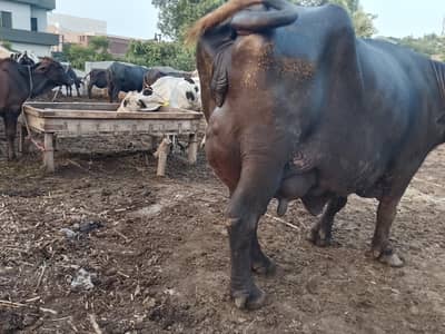 Fresh calving Nili Ravi buffalo 16kg milk For sale Mobile#03295503223