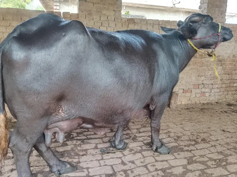 Fresh calving Nili Ravi buffalo 16kg milk For sale Mobile#03295503223 — photo 2