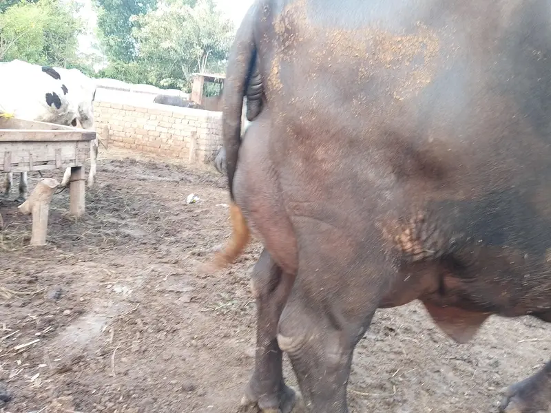 Fresh calving Nili Ravi buffalo 16kg milk For sale Mobile#03295503223 — photo 3