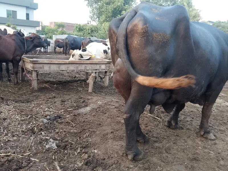 Fresh calving Nili Ravi buffalo 16kg milk For sale Mobile#03295503223 — photo 4