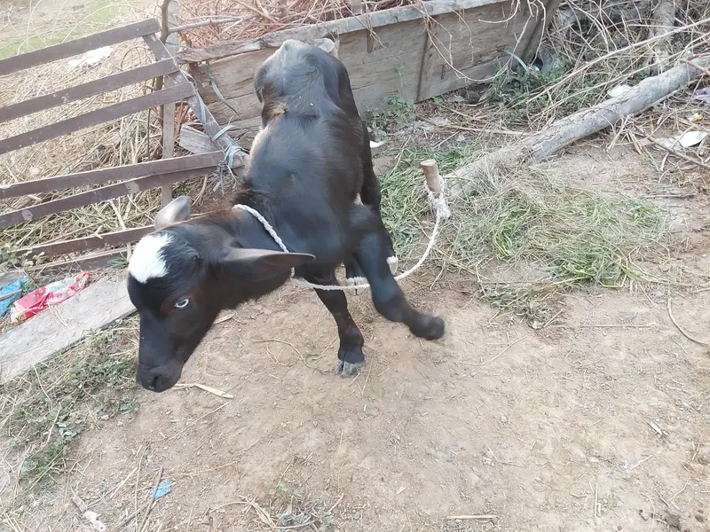 Fresh calving Nili Ravi buffalo 16kg milk For sale Mobile#03295503223 — photo 5