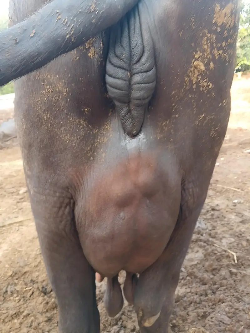 Fresh calving Nili Ravi buffalo 16kg milk For sale Mobile#03295503223 — photo 7
