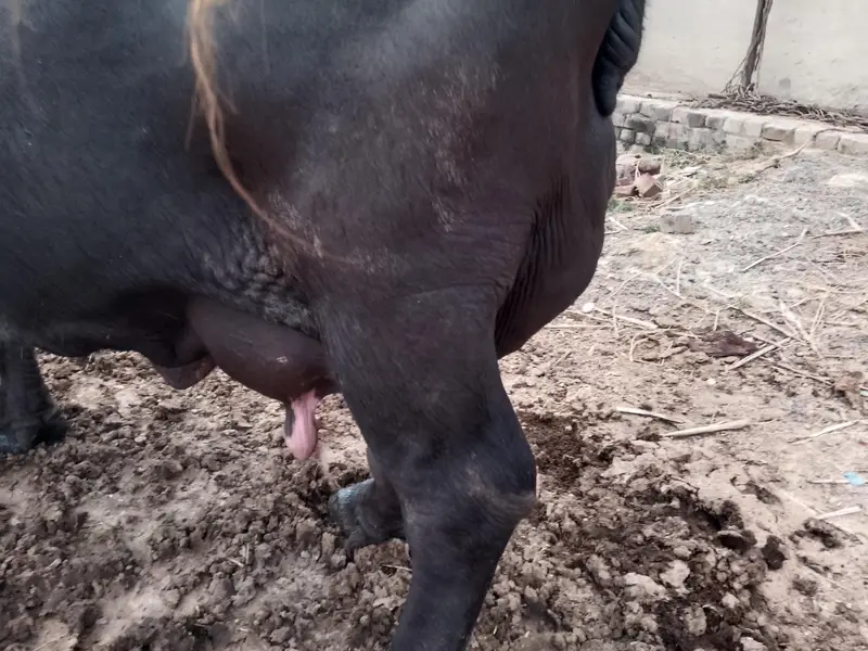 Fresh calving Nili Ravi buffalo 16kg milk For sale Mobile#03295503223 — photo 8