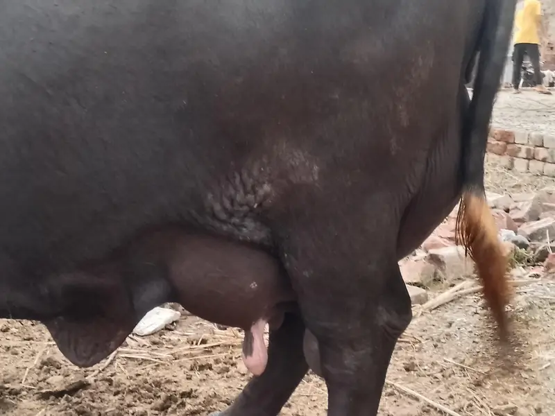Fresh calving Nili Ravi buffalo 16kg milk For sale Mobile#03295503223 — photo 9