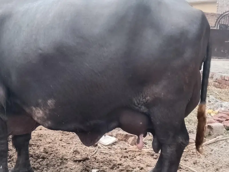 Fresh calving Nili Ravi buffalo 16kg milk For sale Mobile#03295503223 — photo 10