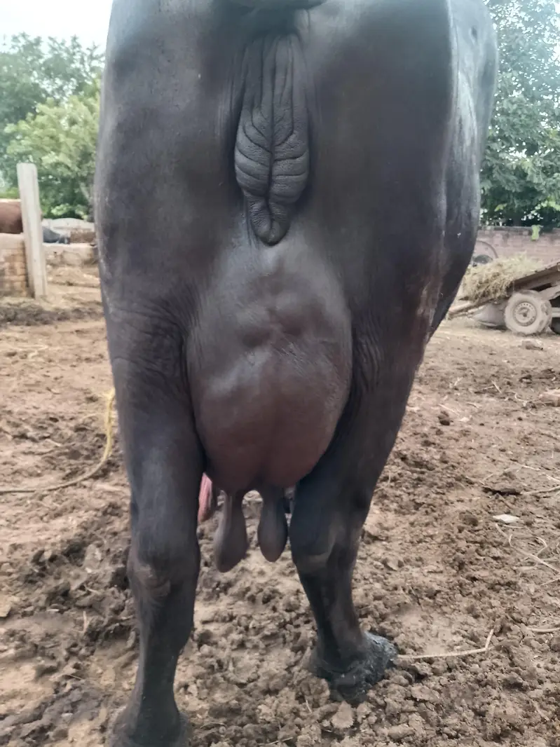 Fresh calving Nili Ravi buffalo 16kg milk For sale Mobile#03295503223 — photo 11