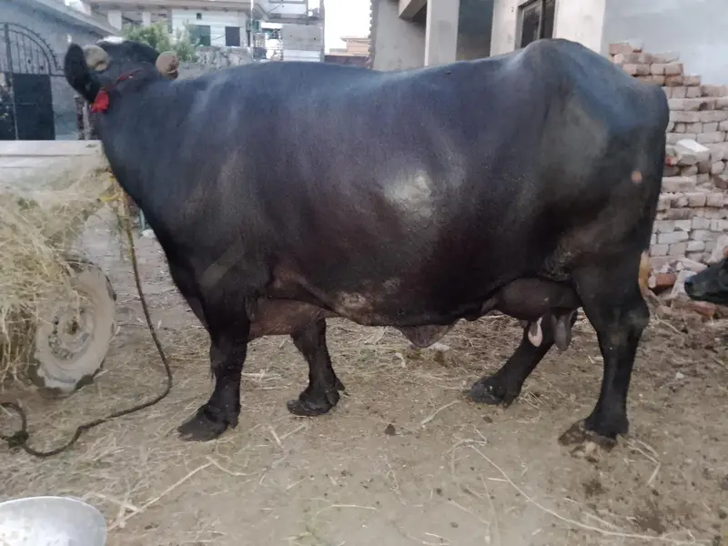 Fresh calving Nili Ravi buffalo 16kg milk For sale Mobile#03295503223 — photo 12