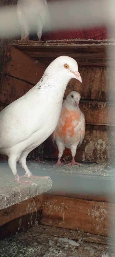 Kabootar pigeon hai patte wale hai