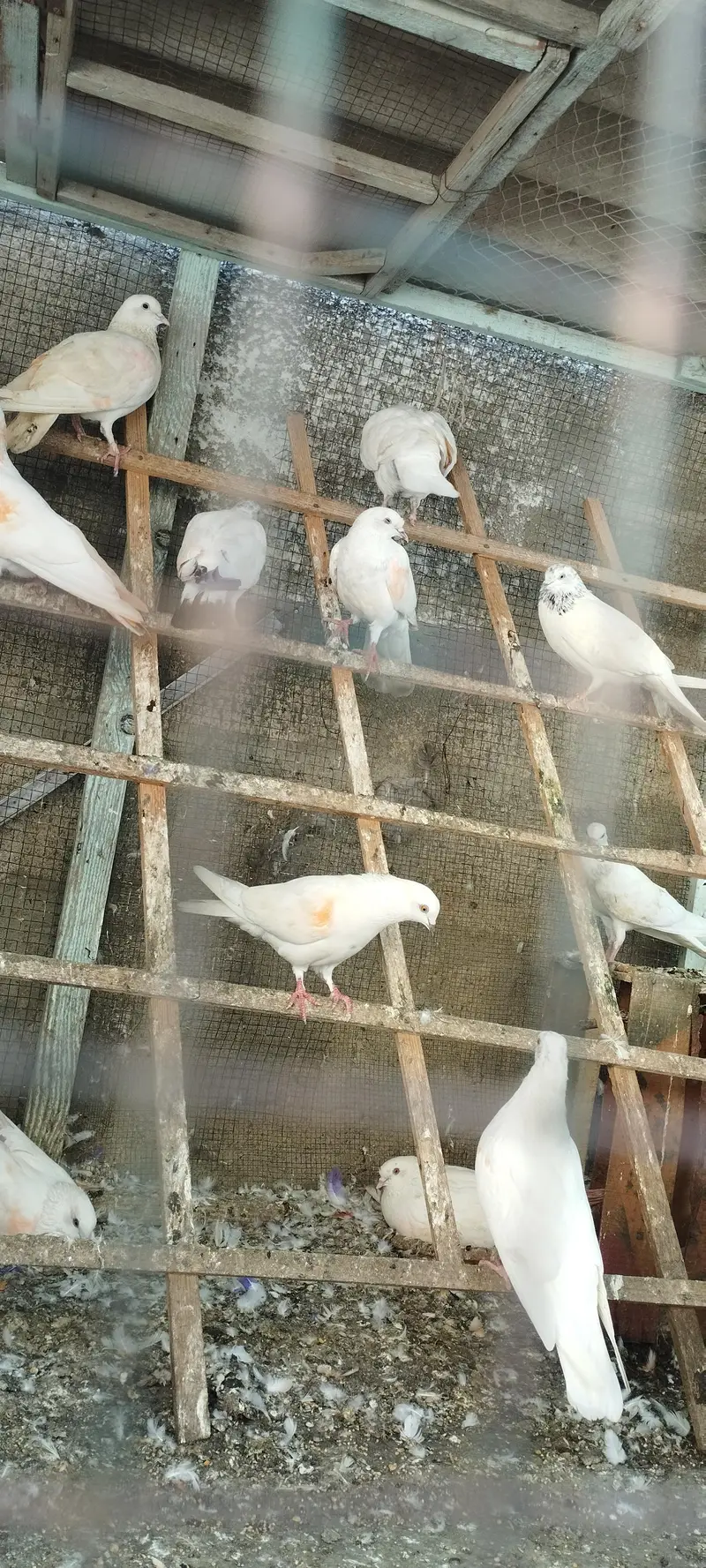 Kabootar pigeon hai patte wale hai — photo 2