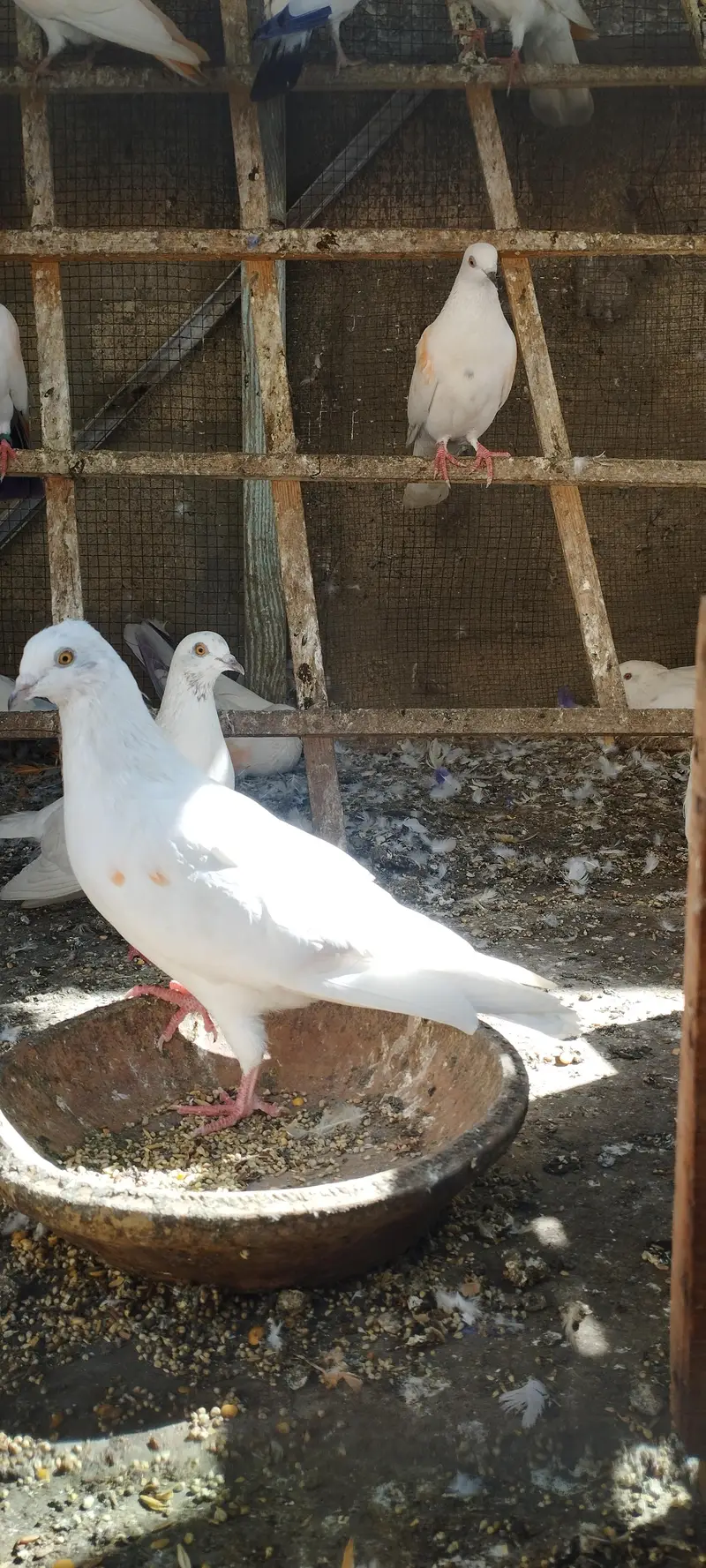 Kabootar pigeon hai patte wale hai — photo 3