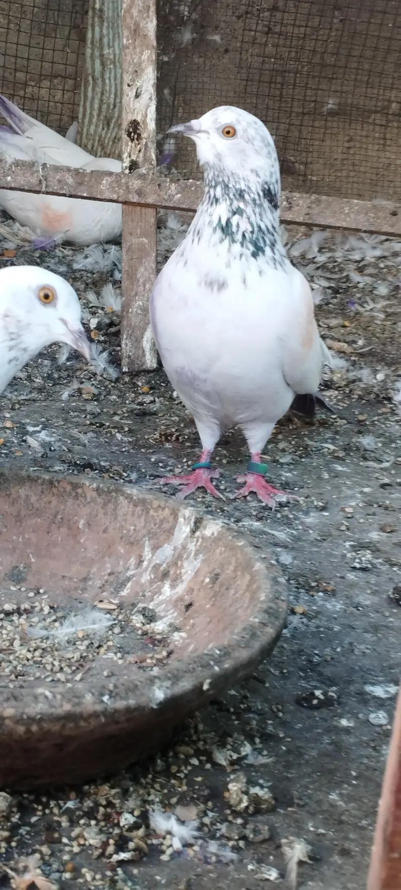 Kabootar pigeon hai patte wale hai — photo 4
