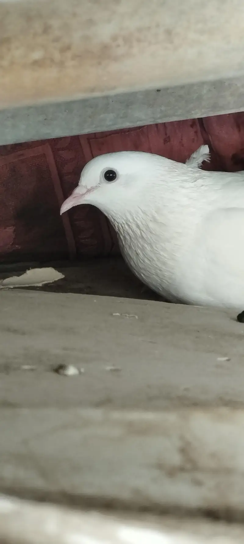 Kabootar pigeon hai patte wale hai — photo 5