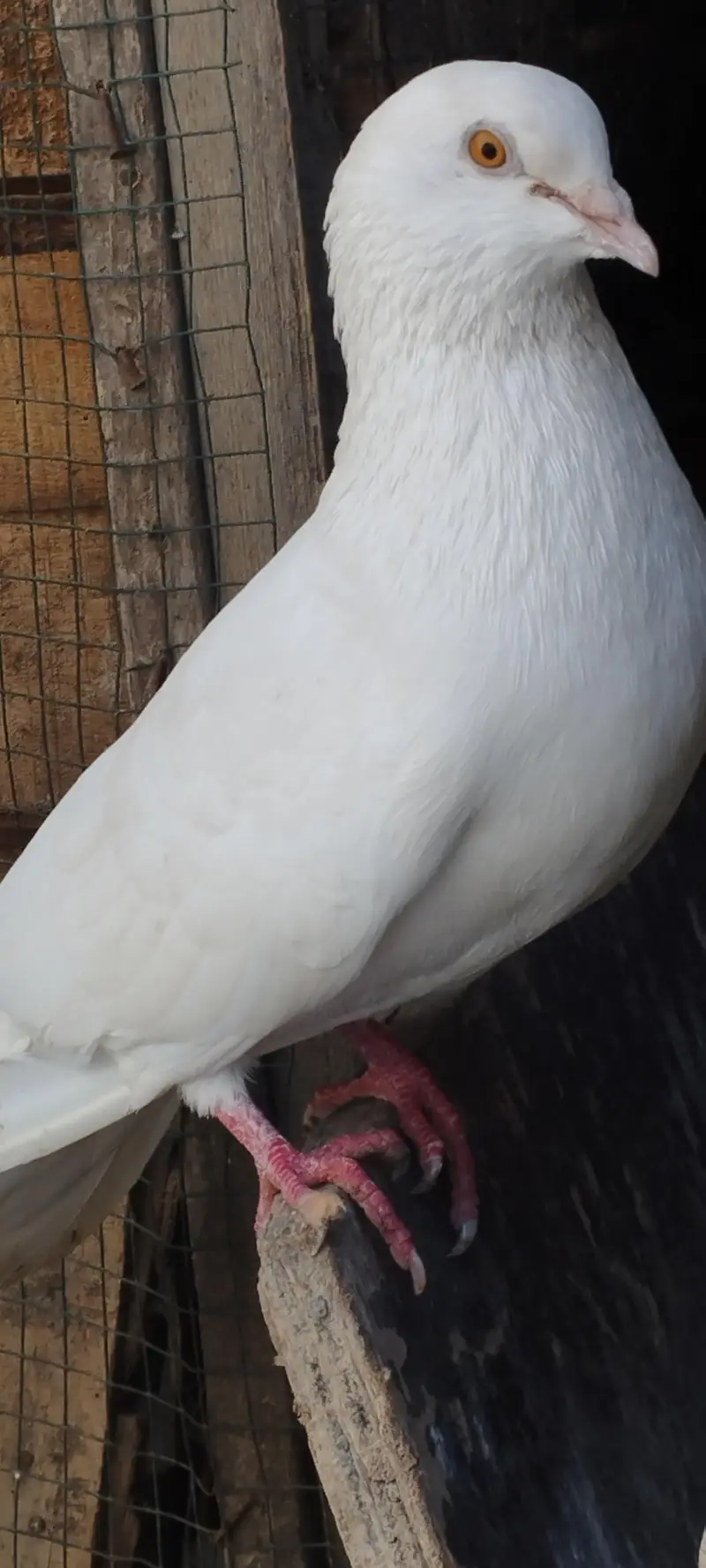 Kabootar pigeon hai patte wale hai — photo 6