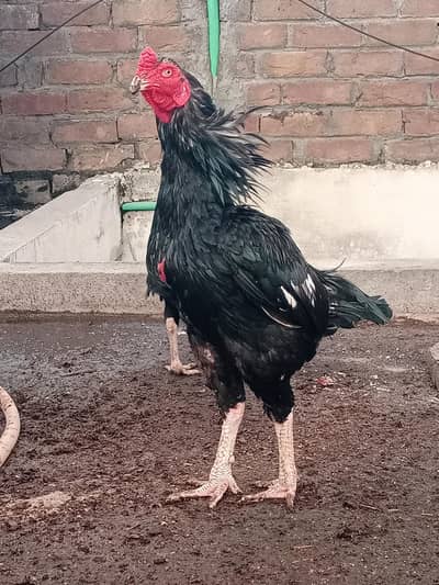 Mushka lassani for sale