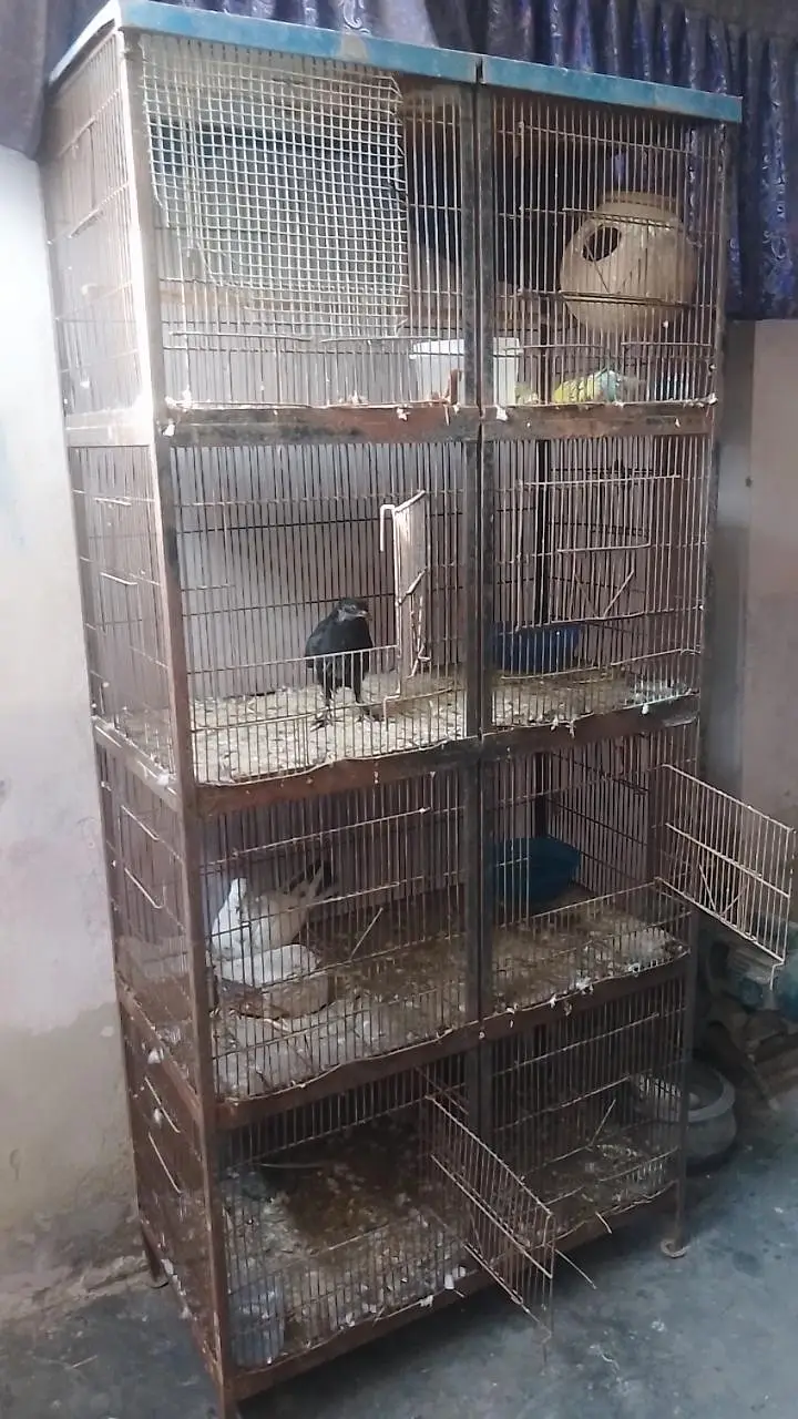 Birds Cage for Sale