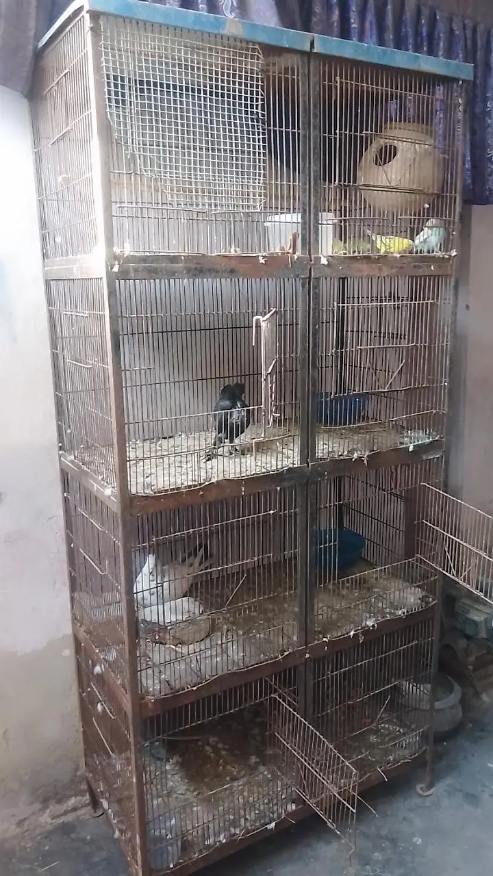 Birds Cage for Sale — photo 2