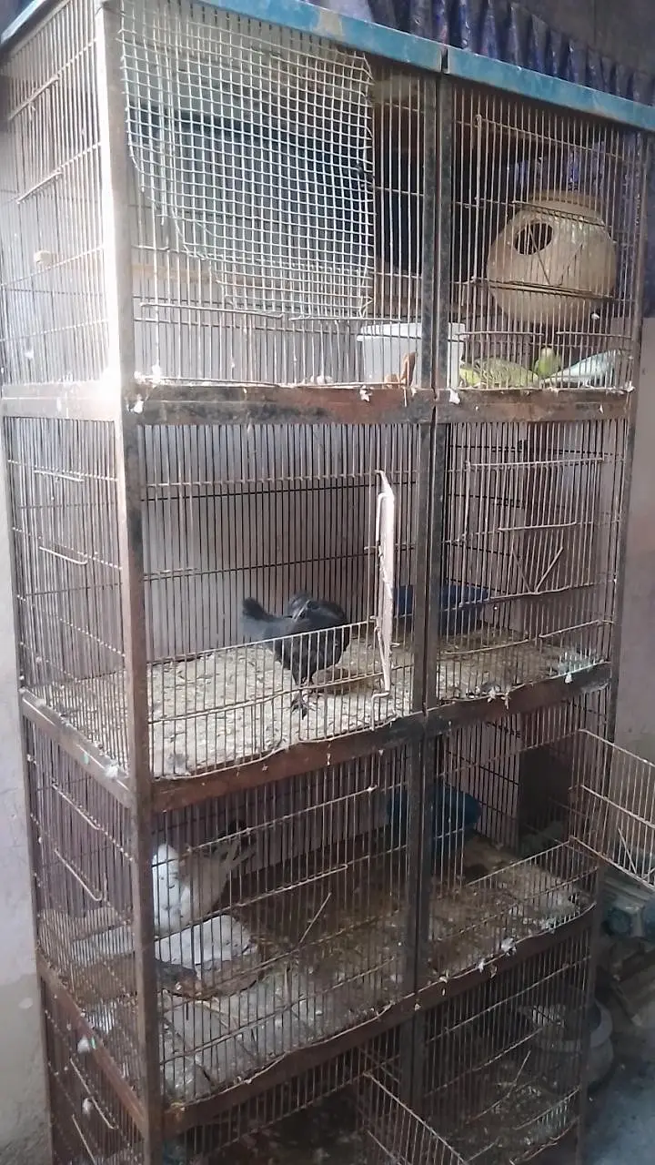 Birds Cage for Sale — photo 3