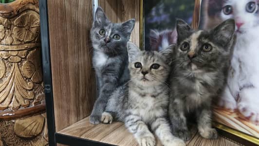 cats for sale