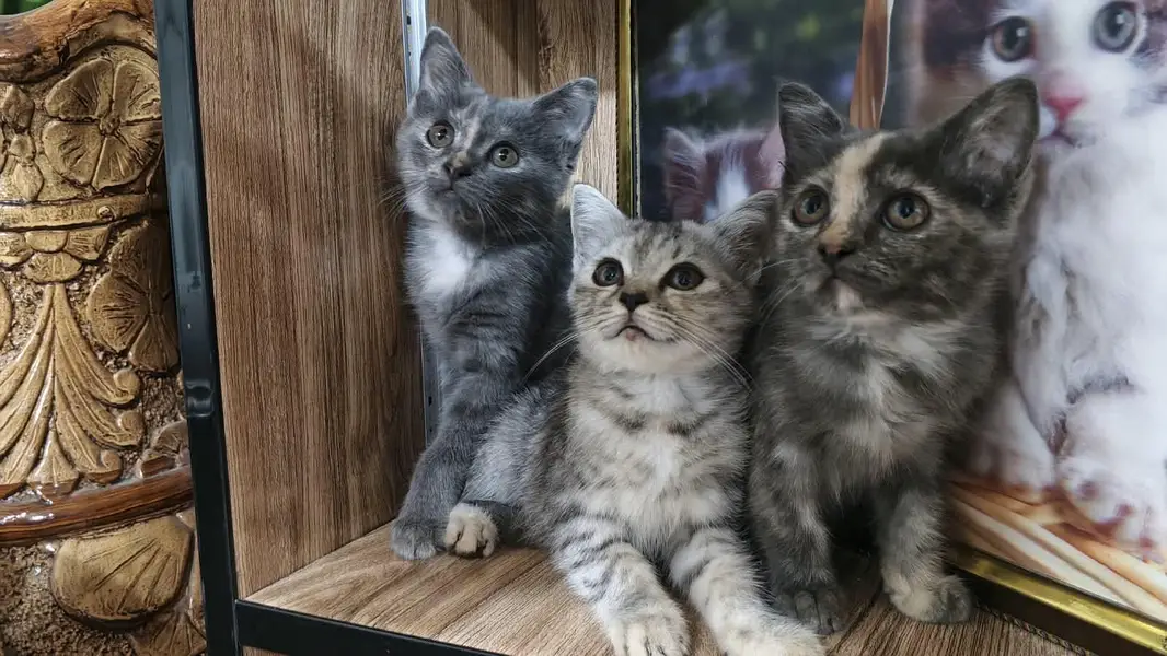 cats for sale — photo 3