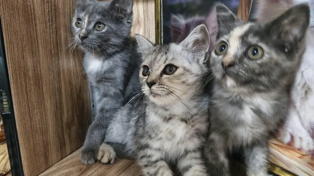 cats for sale — photo 5