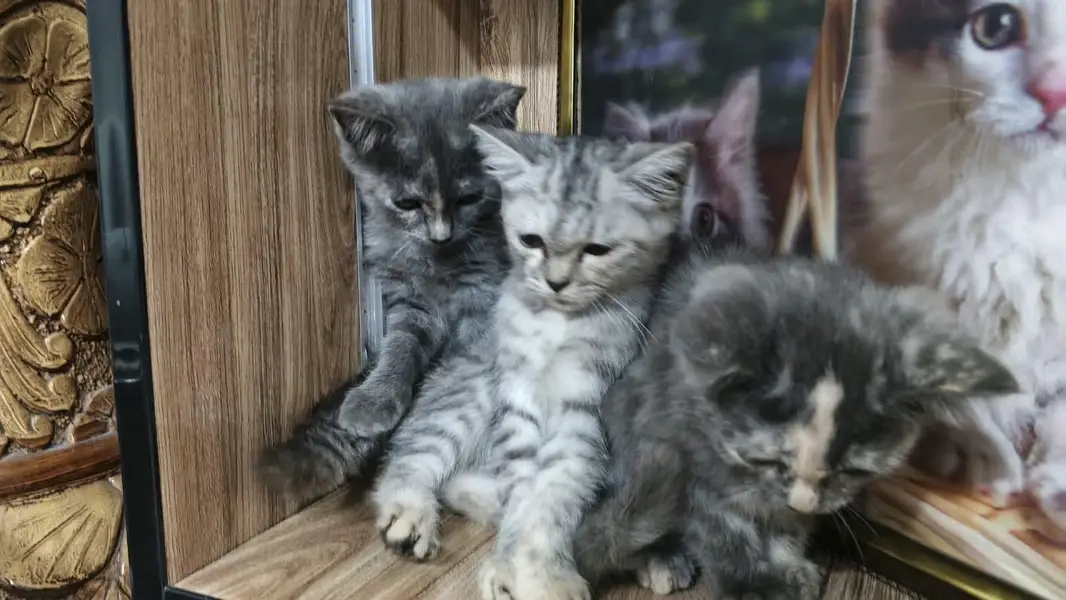 cats for sale — photo 7