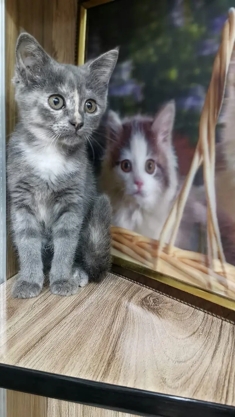 cats for sale — photo 8