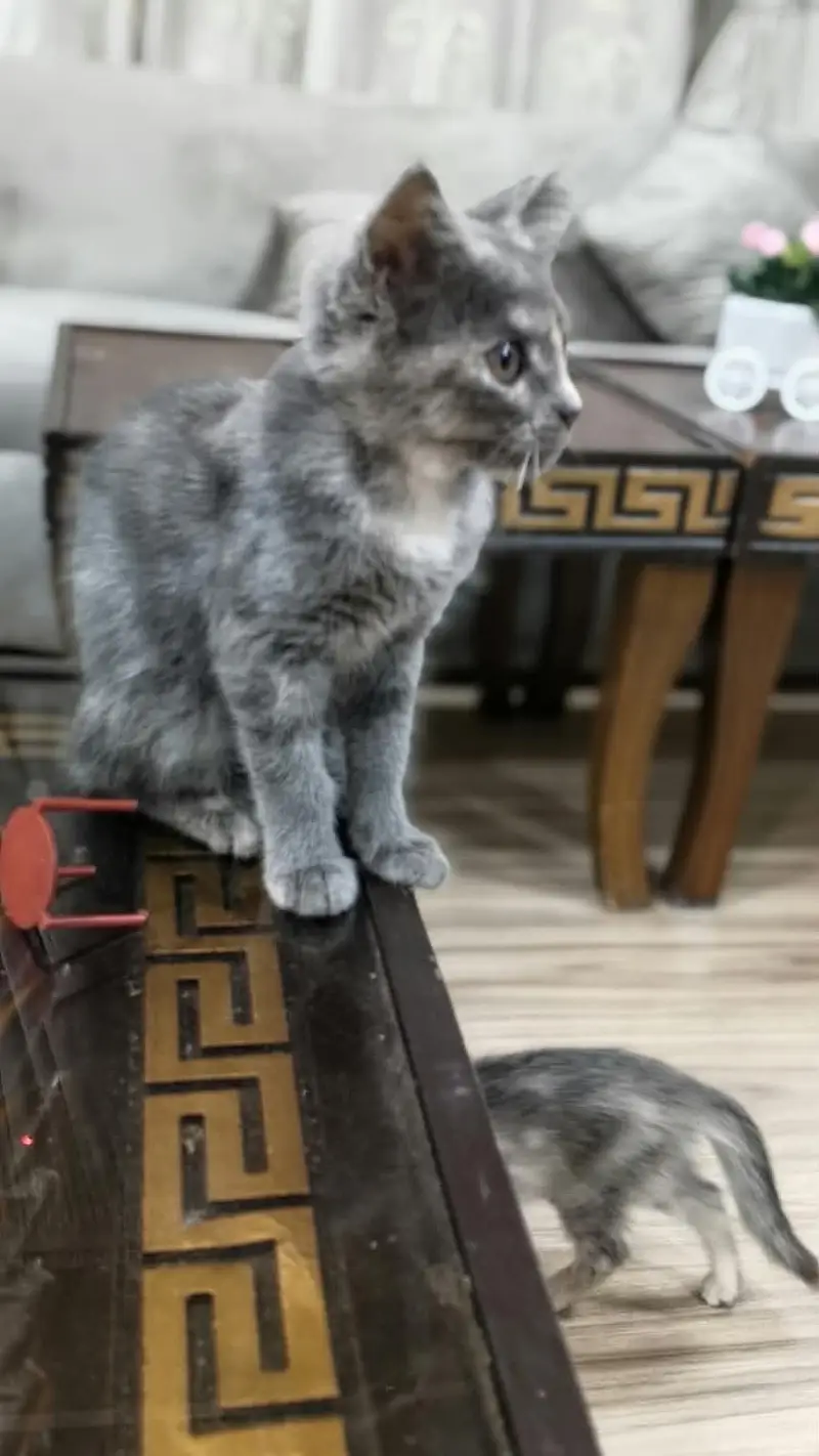cats for sale — photo 9