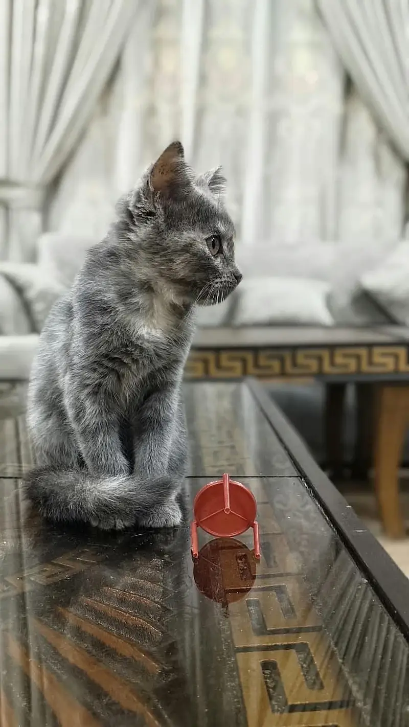cats for sale — photo 10