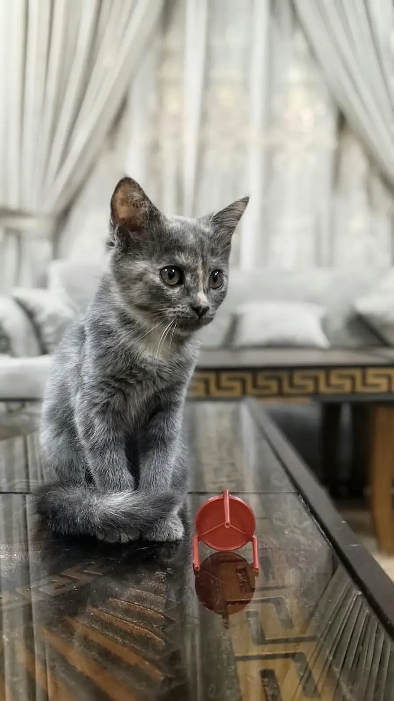 cats for sale — photo 11