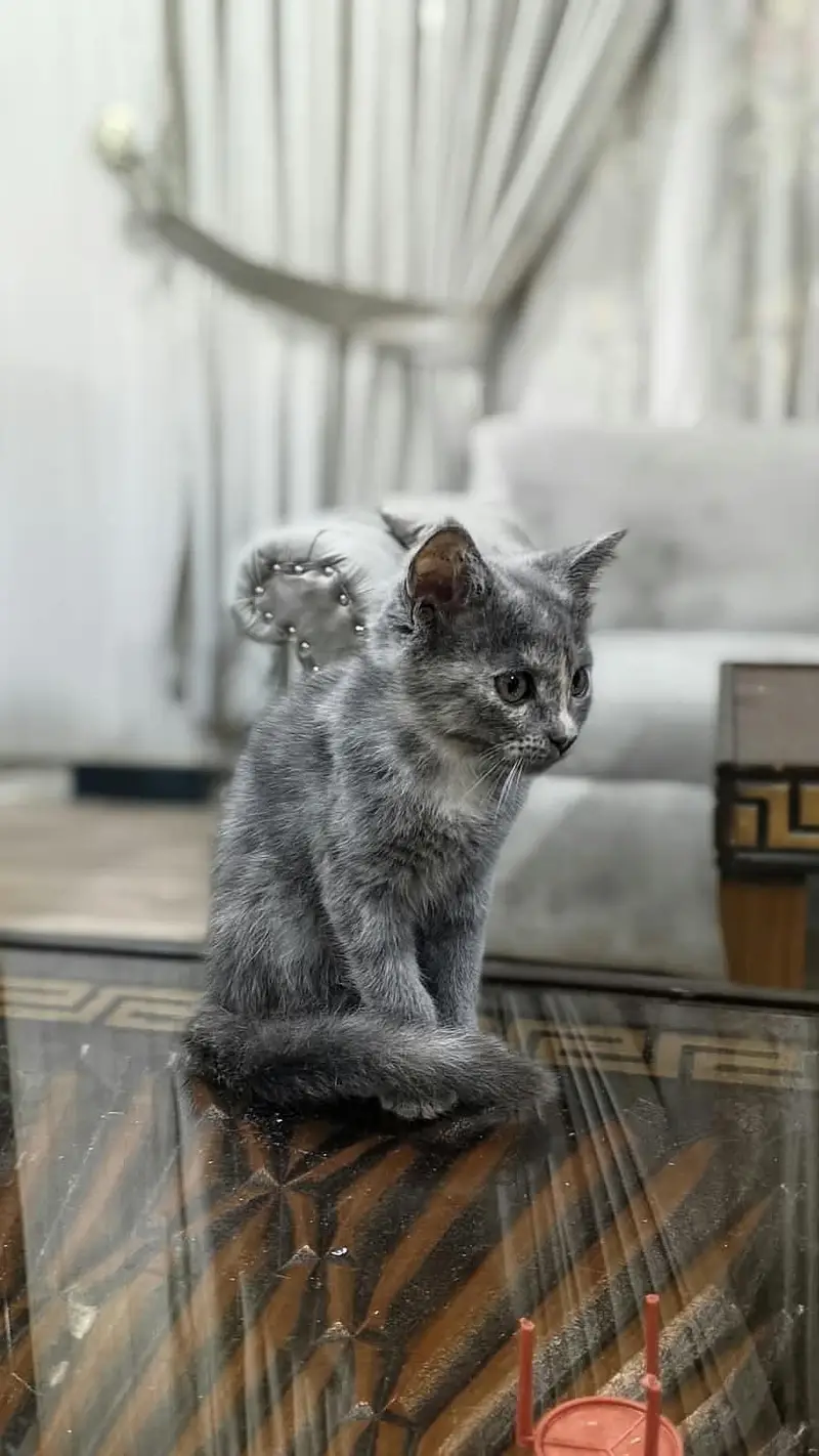 cats for sale — photo 12
