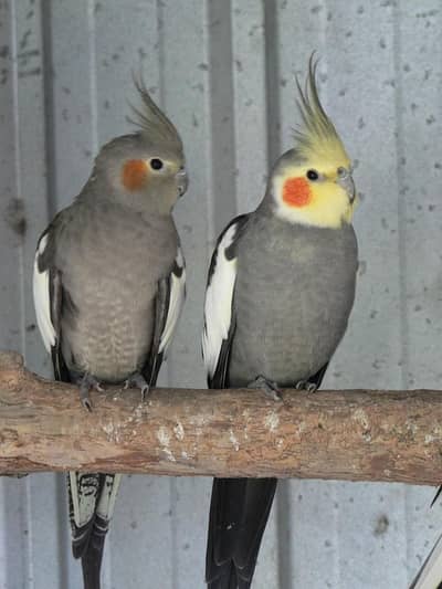 Grey Cockatiel