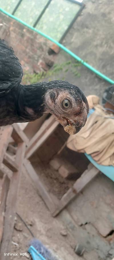 indian parrot beak