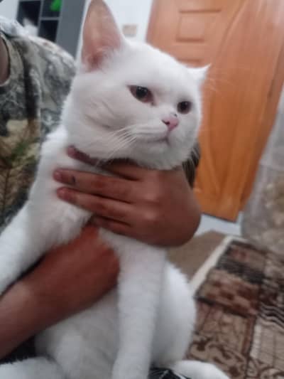 percian semi doll face cat