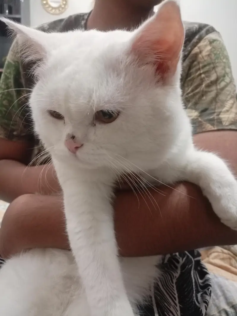 percian semi doll face cat — photo 2