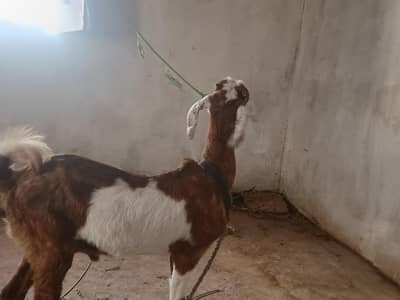 Bakra tota pari 4 month
