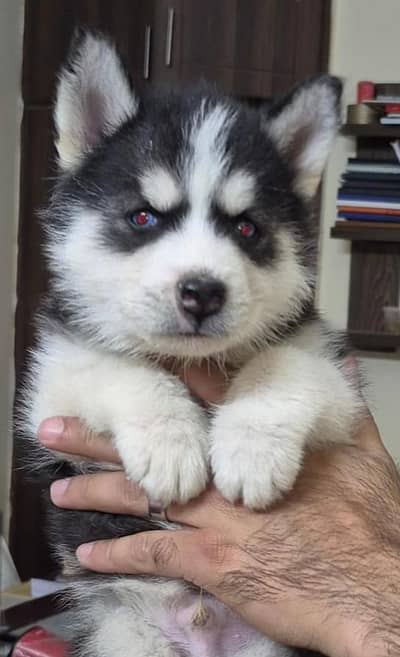 Siberian Husky