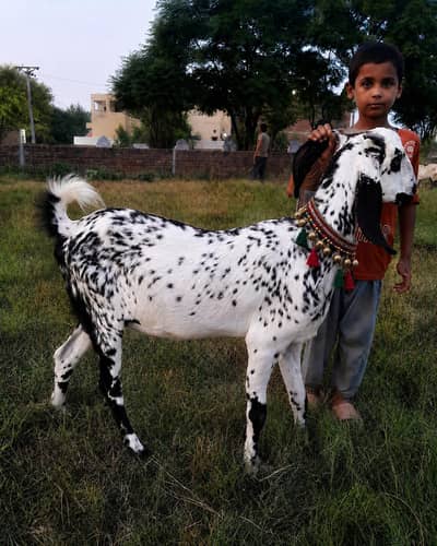 Makhi Cheeni female  – Beautiful and healthy goat