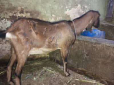 GHABAN BAKRI FOR SALE