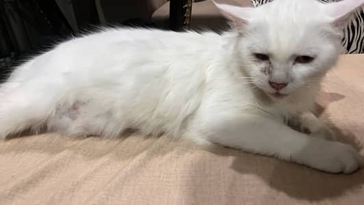 Persian double coated for adoption eye infection but we give drops