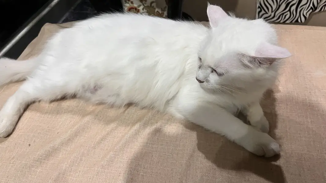 Persian double coated for adoption eye infection but we give drops — photo 2