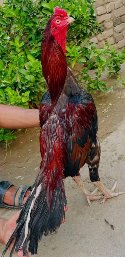 lakkha jagiri