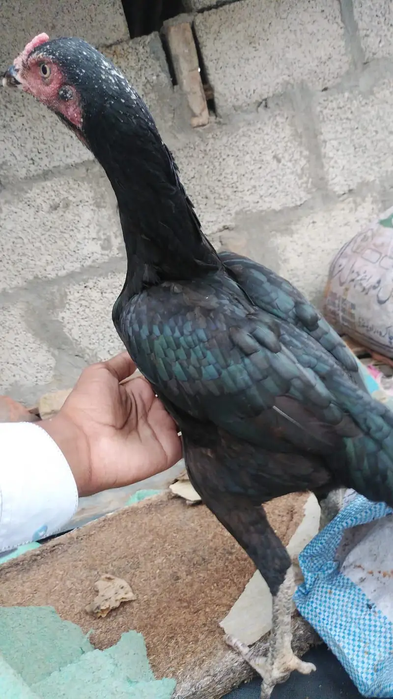 aseel mushki pathi — photo 2