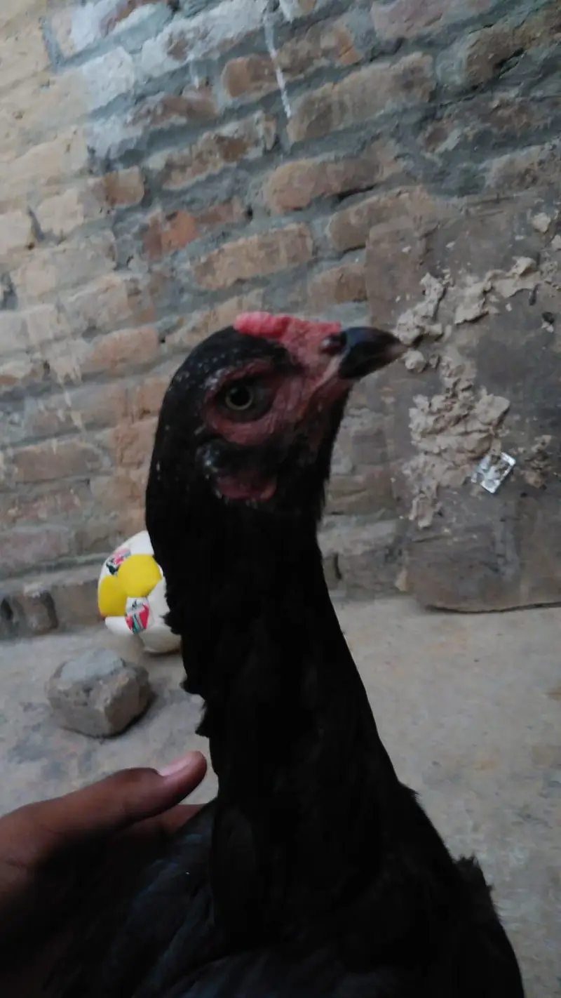 aseel mushki pathi — photo 3