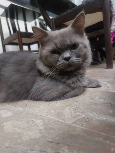 Persian cat