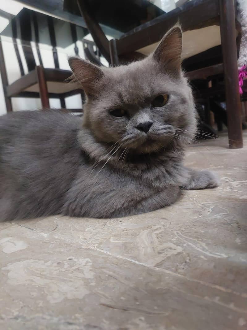 Persian cat 1