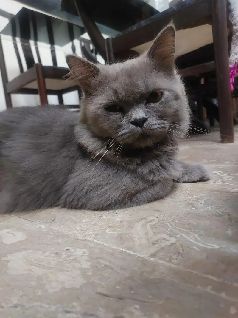 Persian cat — photo 2