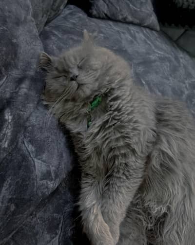 Persian cat