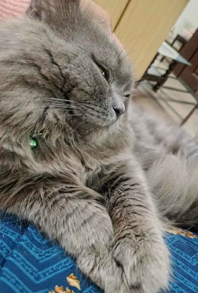 Persian cat — photo 3