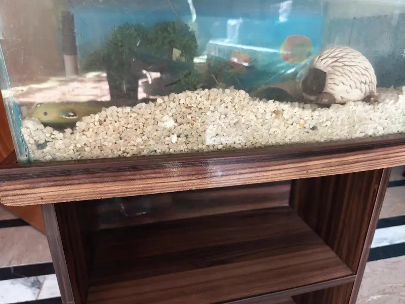 Fish Aquarium and accessories — photo 3