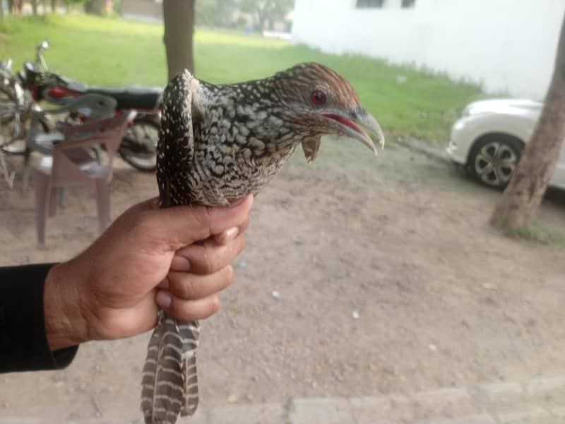 کوئل مادہ 0